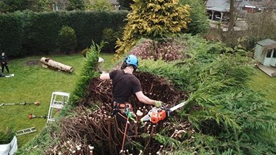 Our hedge trimming service helps maintain the shape and health of your hedges, ensuring they complement your landscape while promoting vigorous growth.