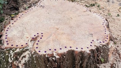 After tree removal, we provide stump grinding services to eliminate unsightly stumps and prevent the growth of new shoots, allowing for a clean and clear area.