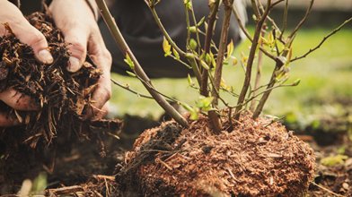 We offer professional planting services for trees and shrubs, helping to select the right species and ensuring proper installation for optimal growth in your landscape.